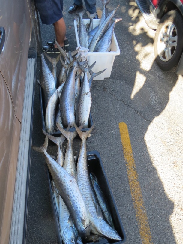 Mack attack costs Gold Coast trio